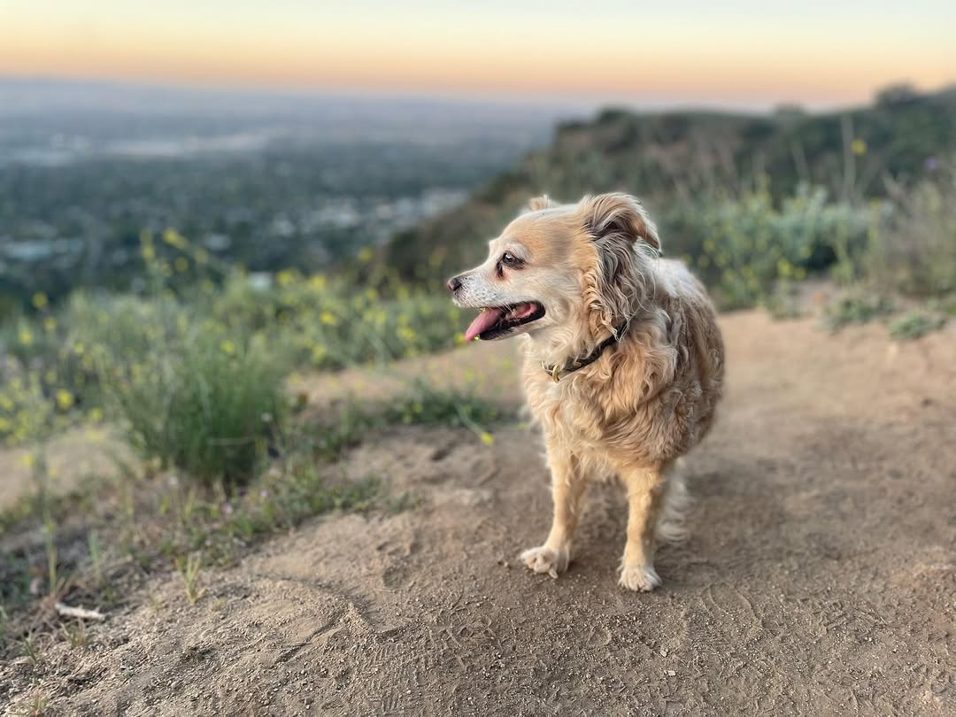 dog on hill