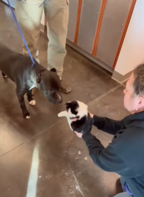 dog on leash and woman holding a puppy