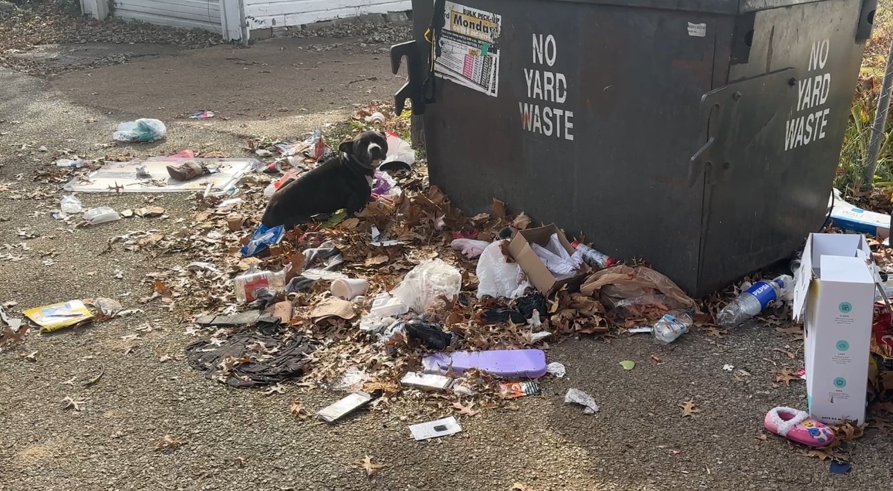 dog on pile of trash