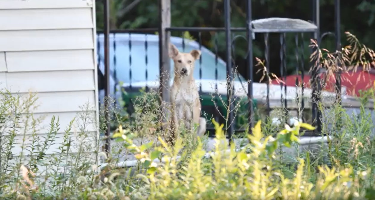 dog on porch