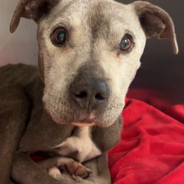 dog on red blanket