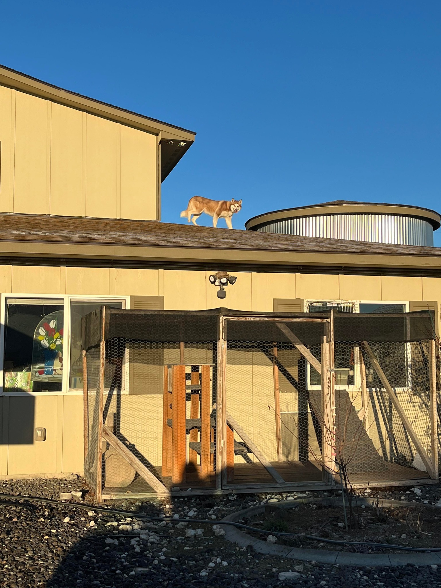 dog on roof