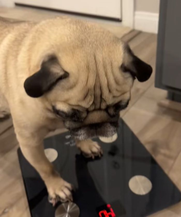 dog on scale