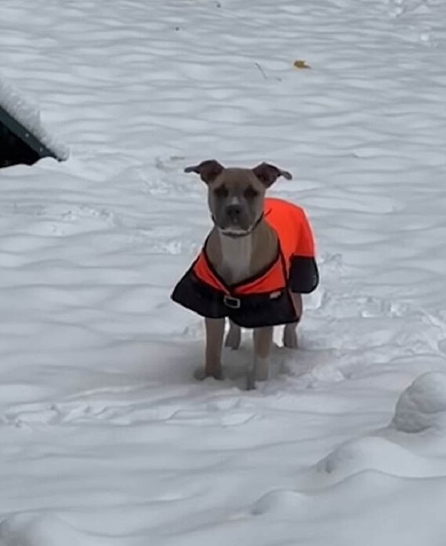 dog on snow