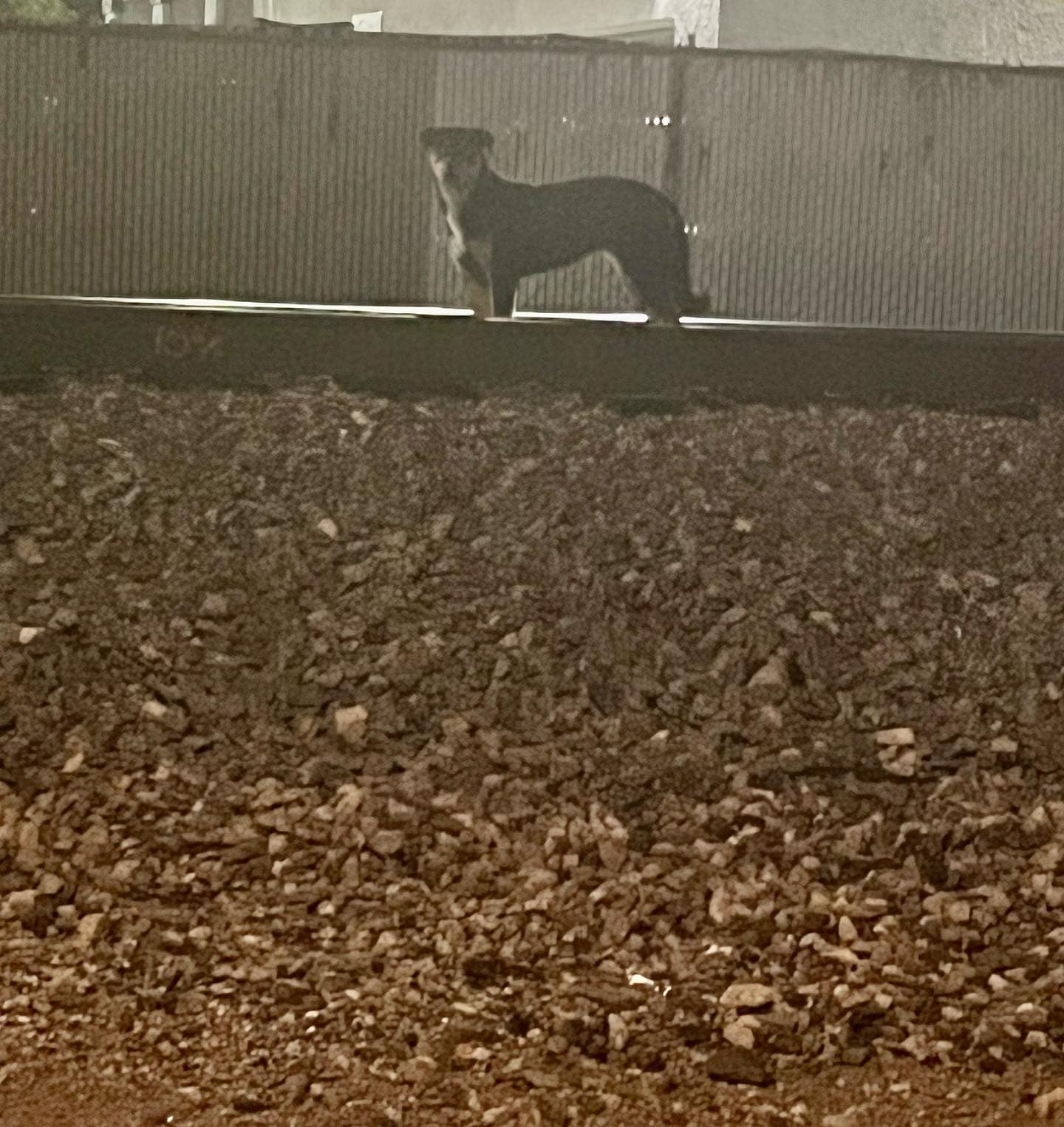 dog on street