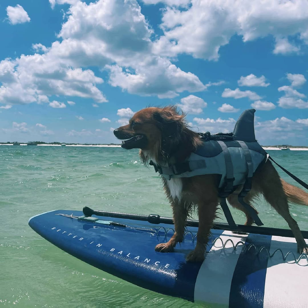 dog on surfboard
