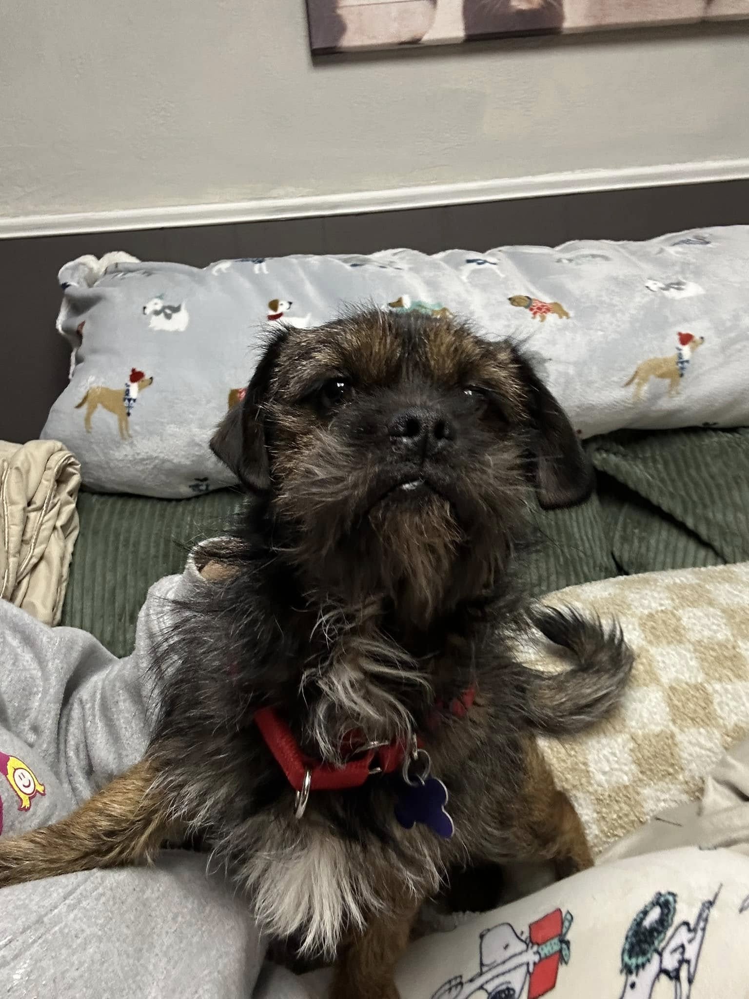 dog on the bed