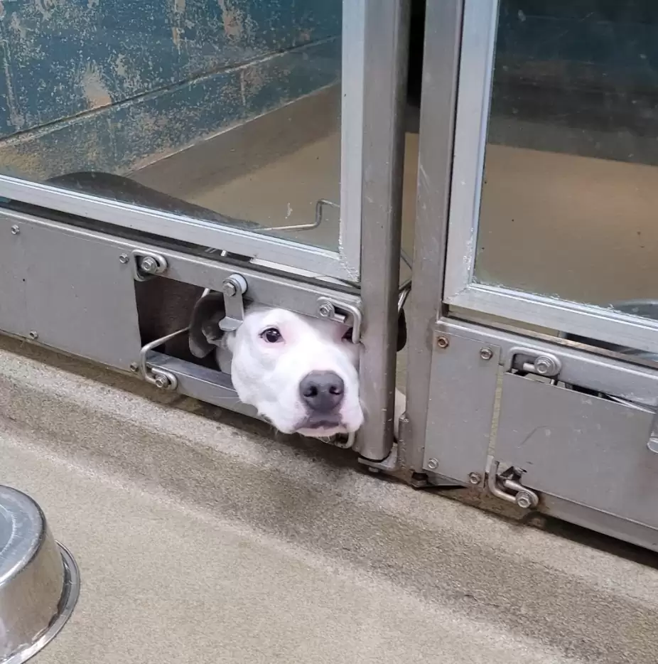 dog peeking out of shelter