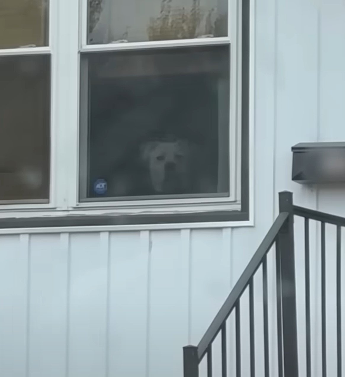 dog peeking trough window
