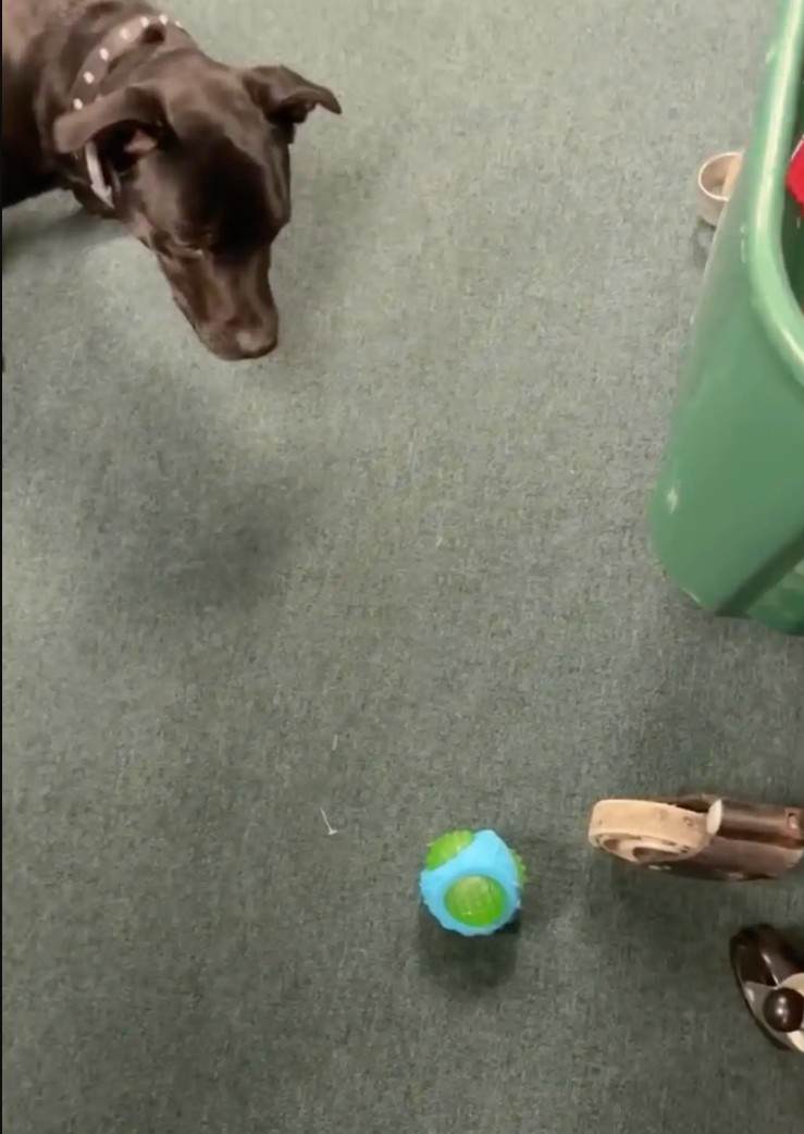 dog playing with ball