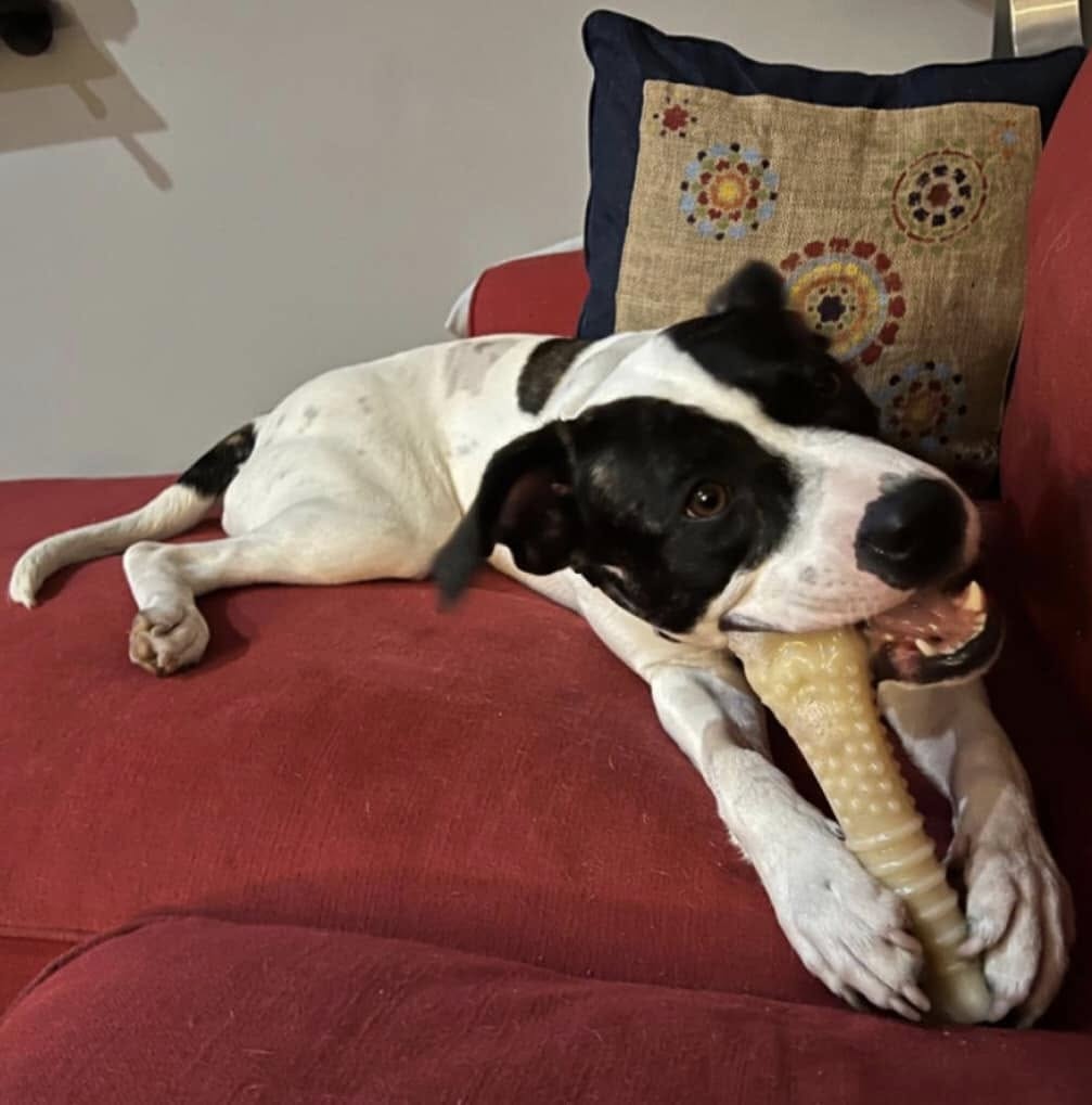 dog playing with toy