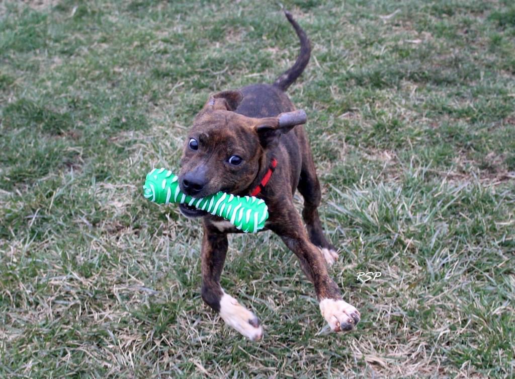 dog playing