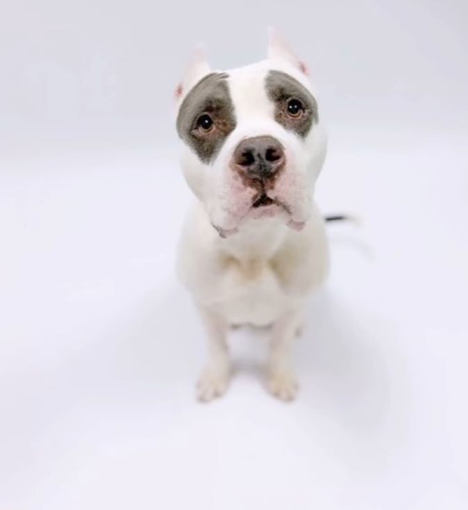 dog posing for picture