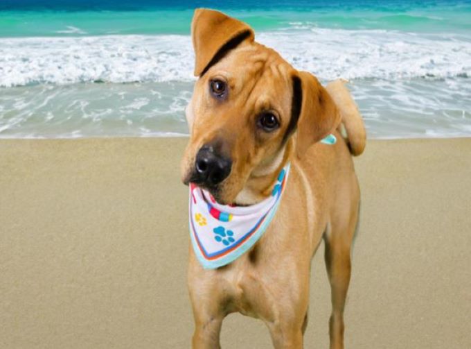 dog posing for picture
