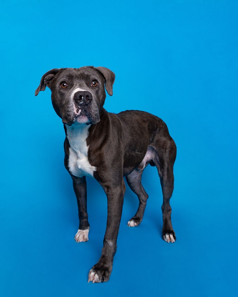 dog posing for picture
