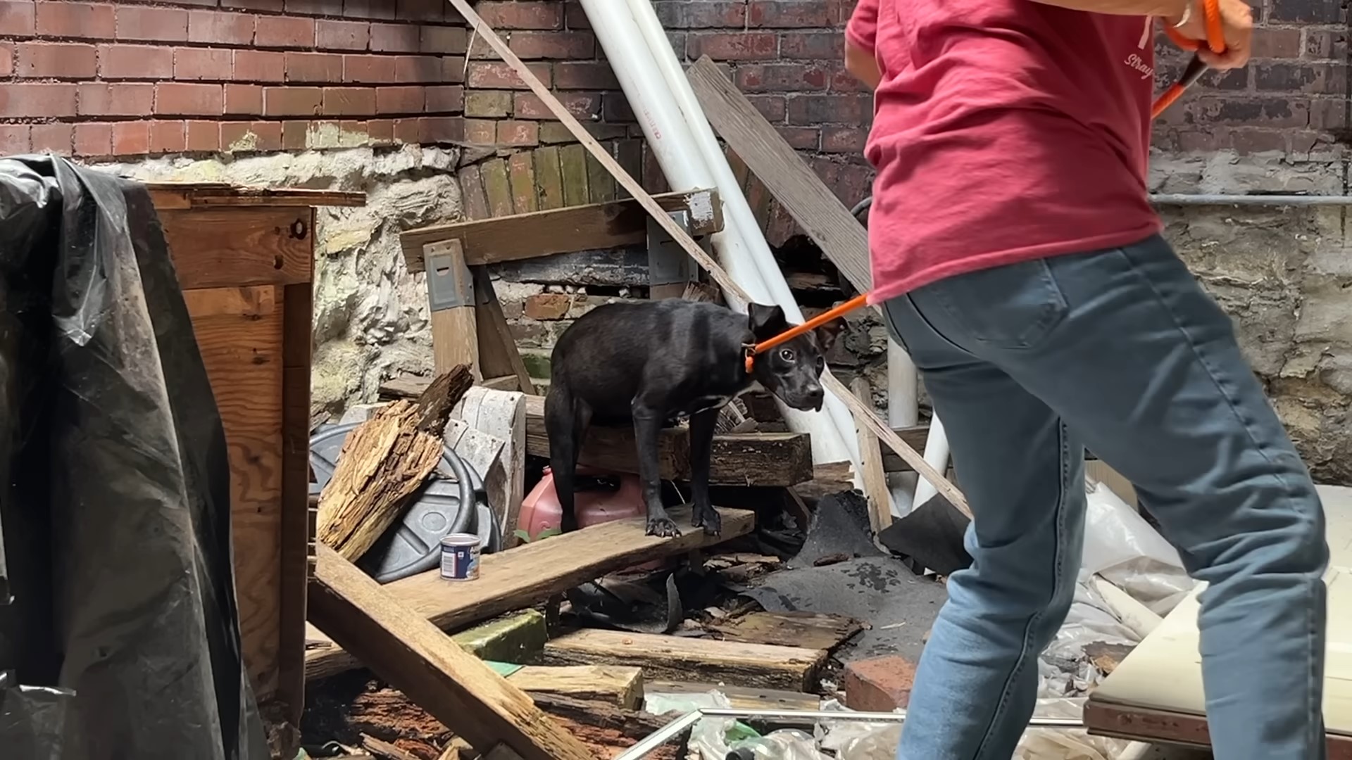 dog rescued from garbage