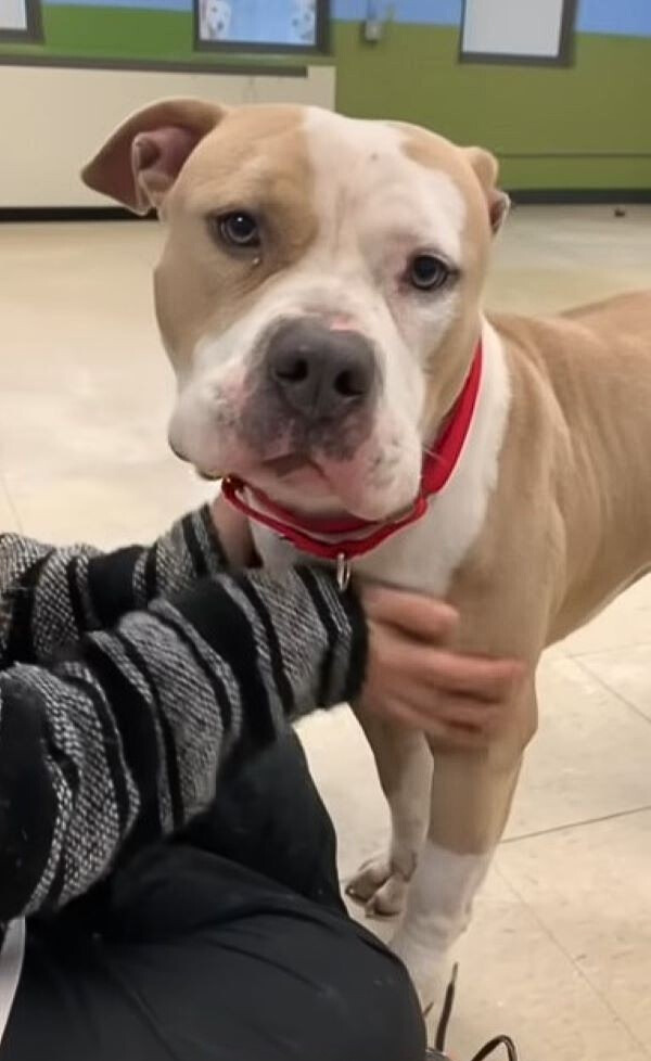 dog requesting cuddles