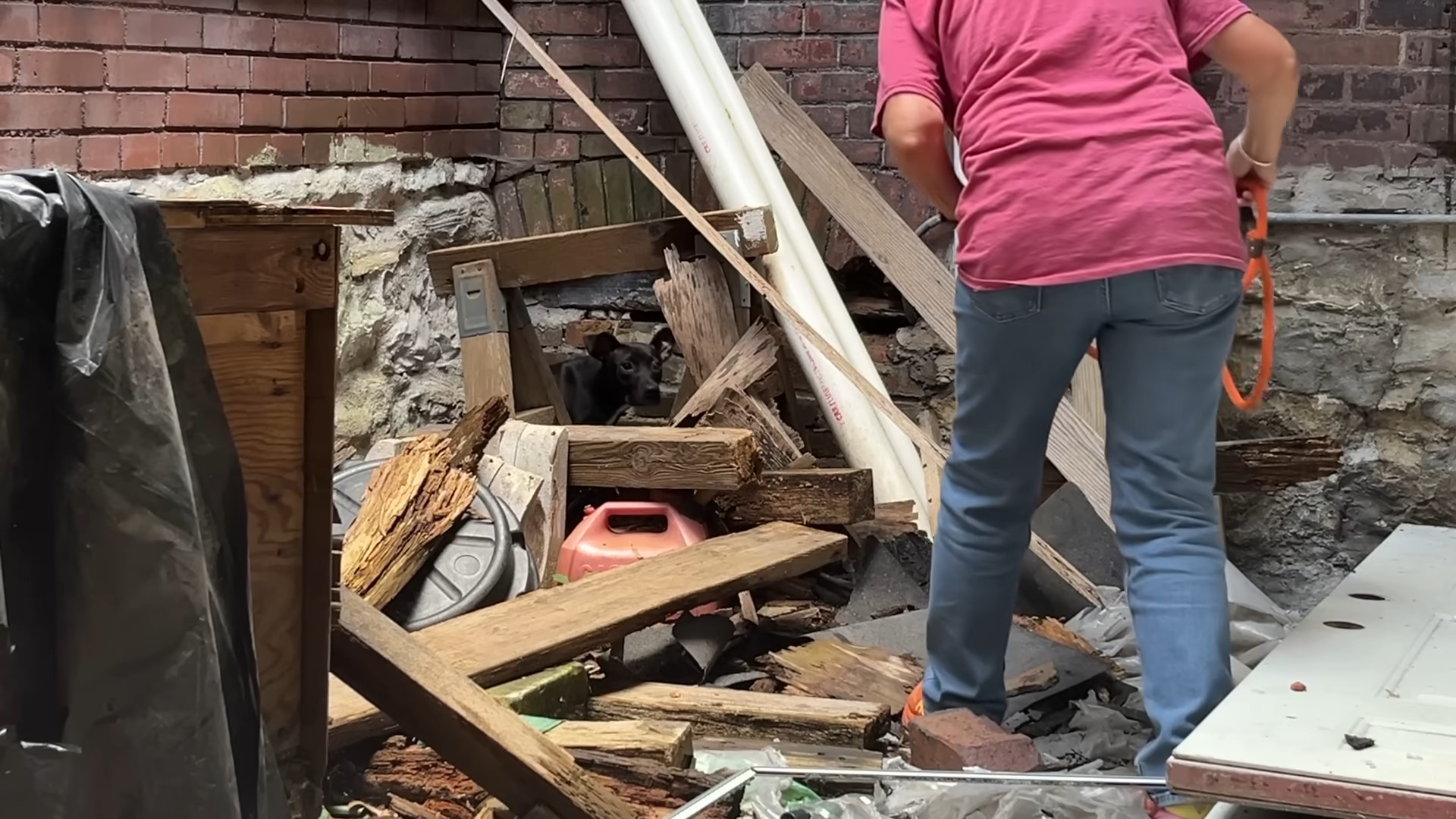 dog rescued from trash