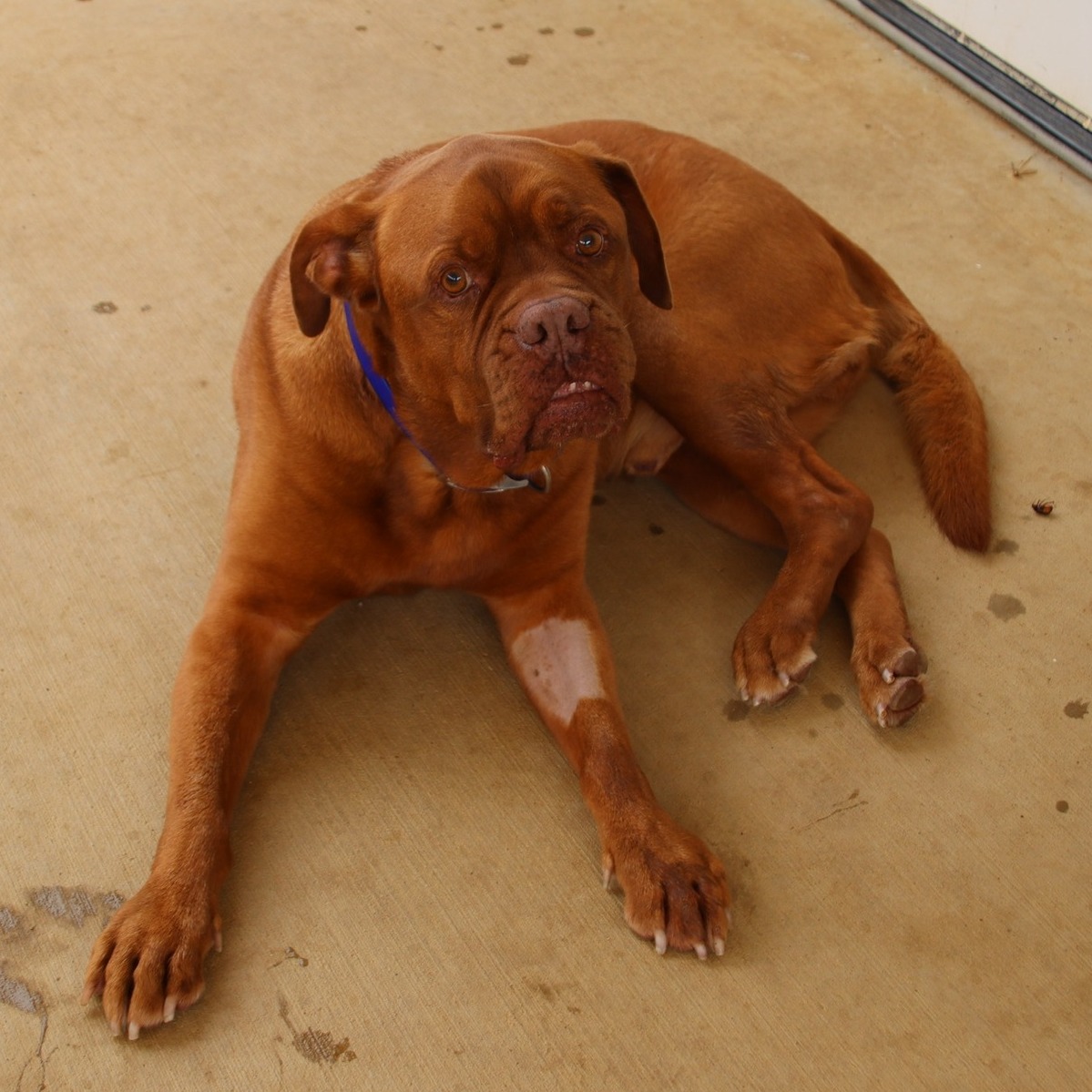 dog rooney on the floor