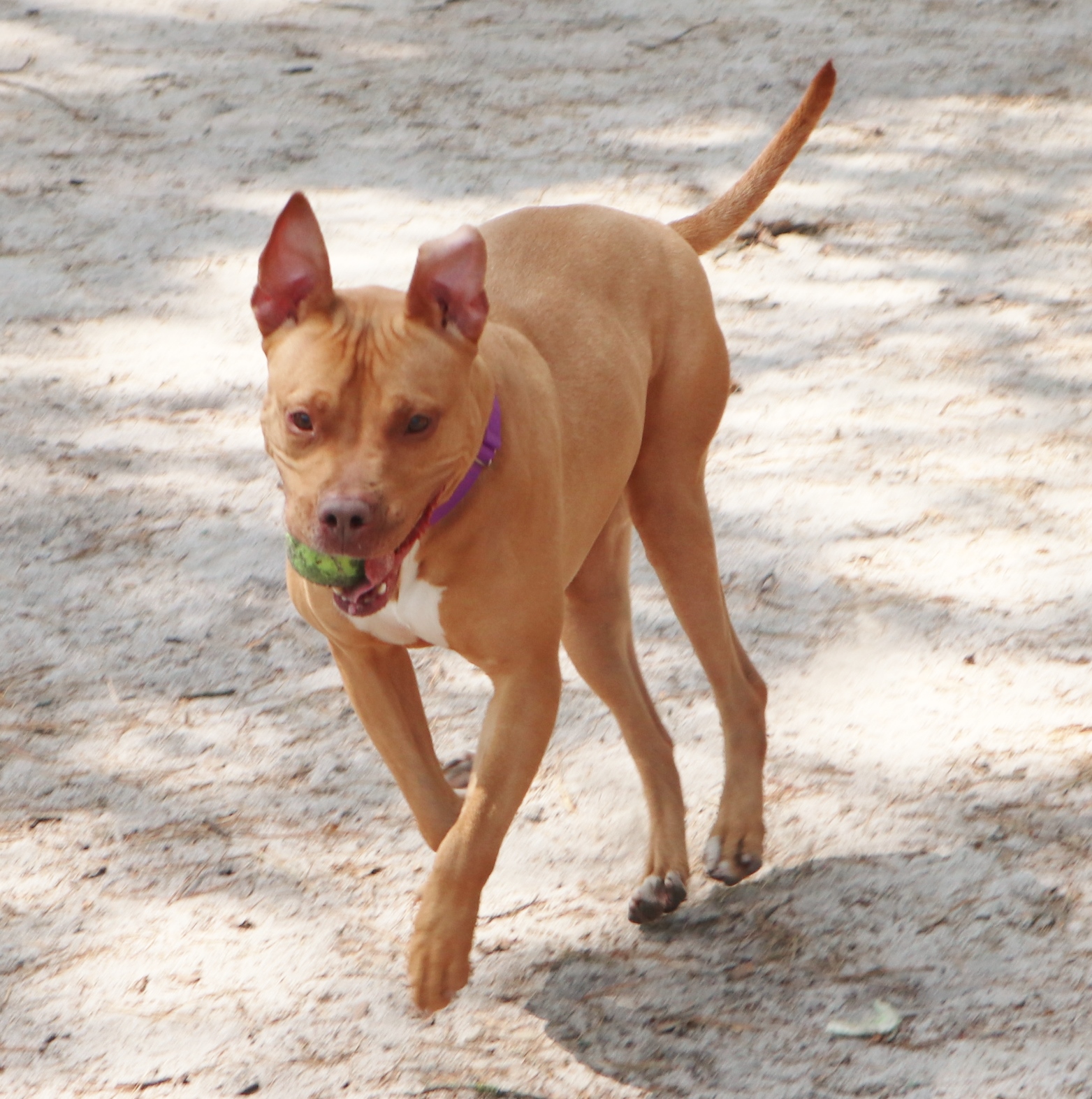 dog running around