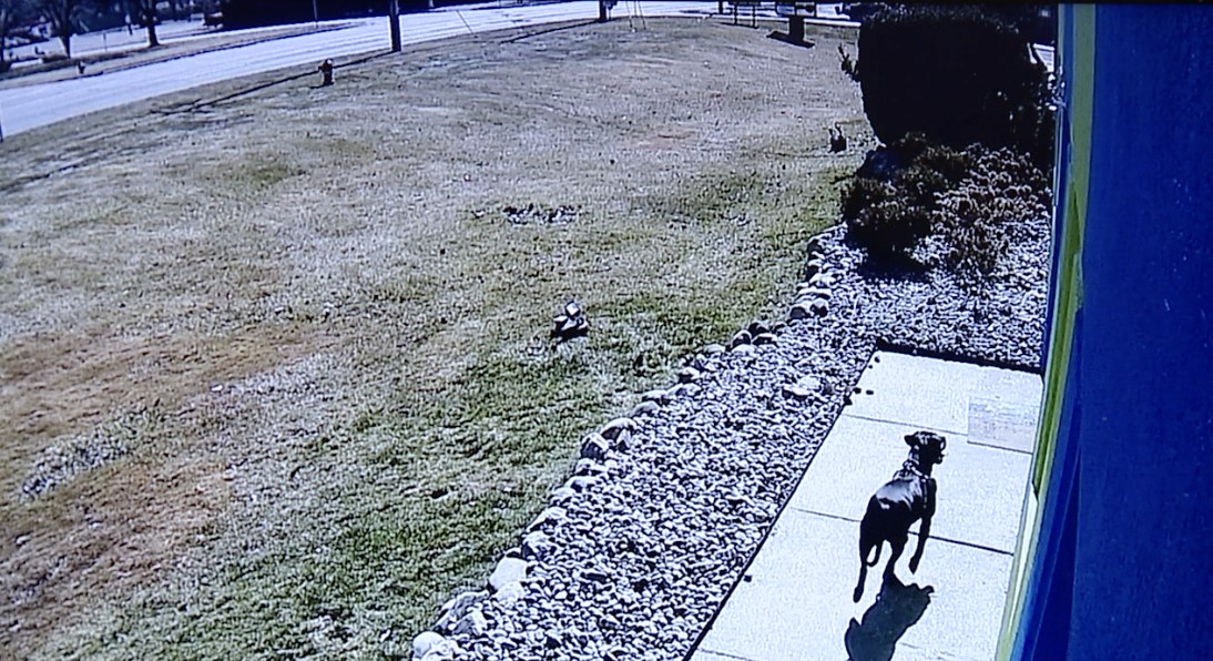 dog running around