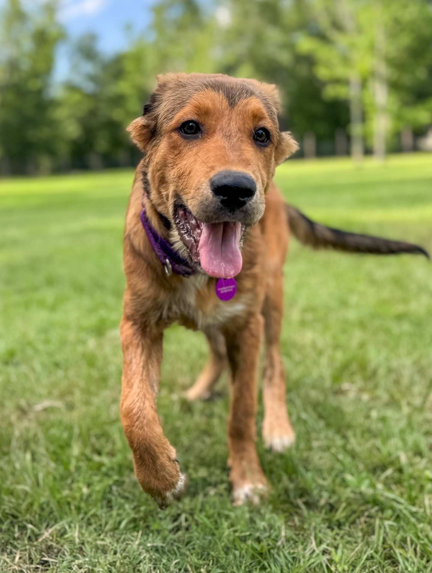 dog running in the park