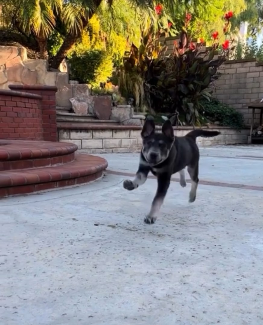 dog running