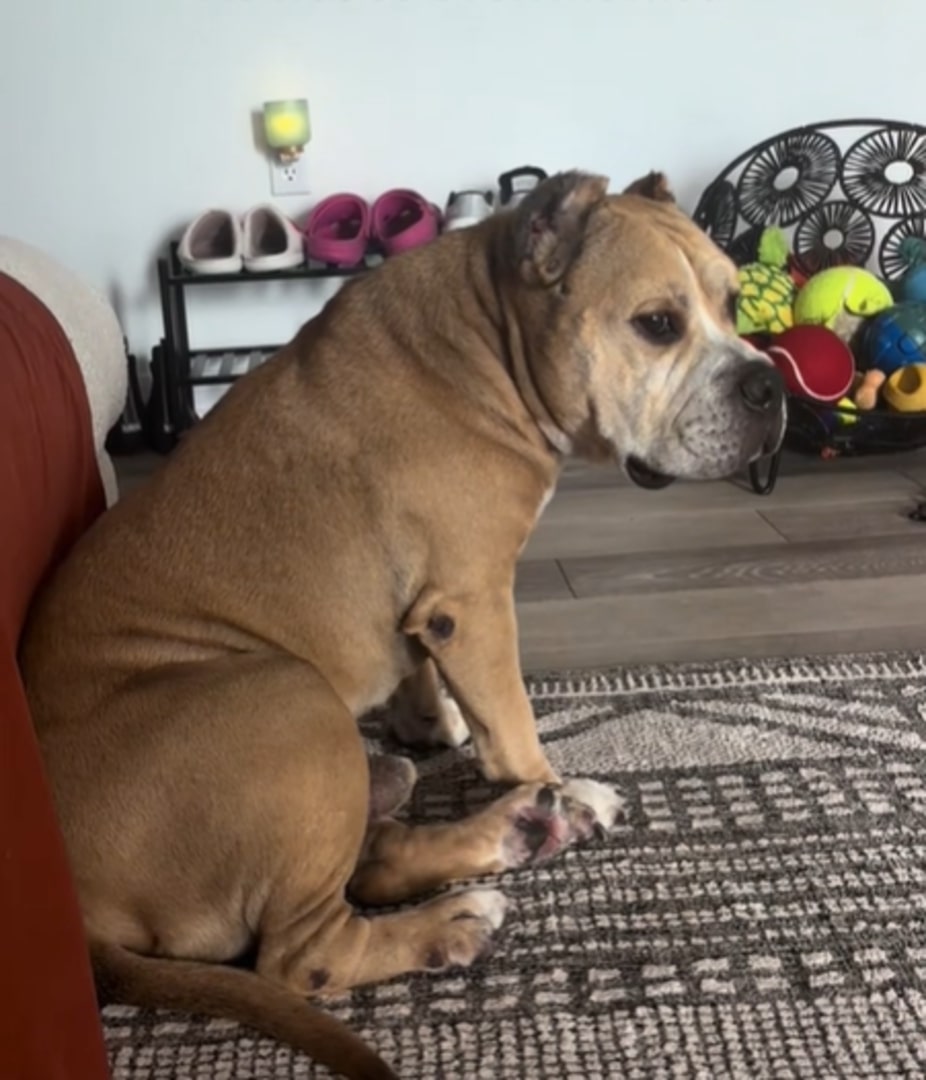 dog sitting down