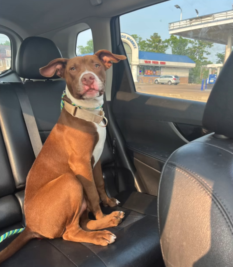 dog sitting in a car