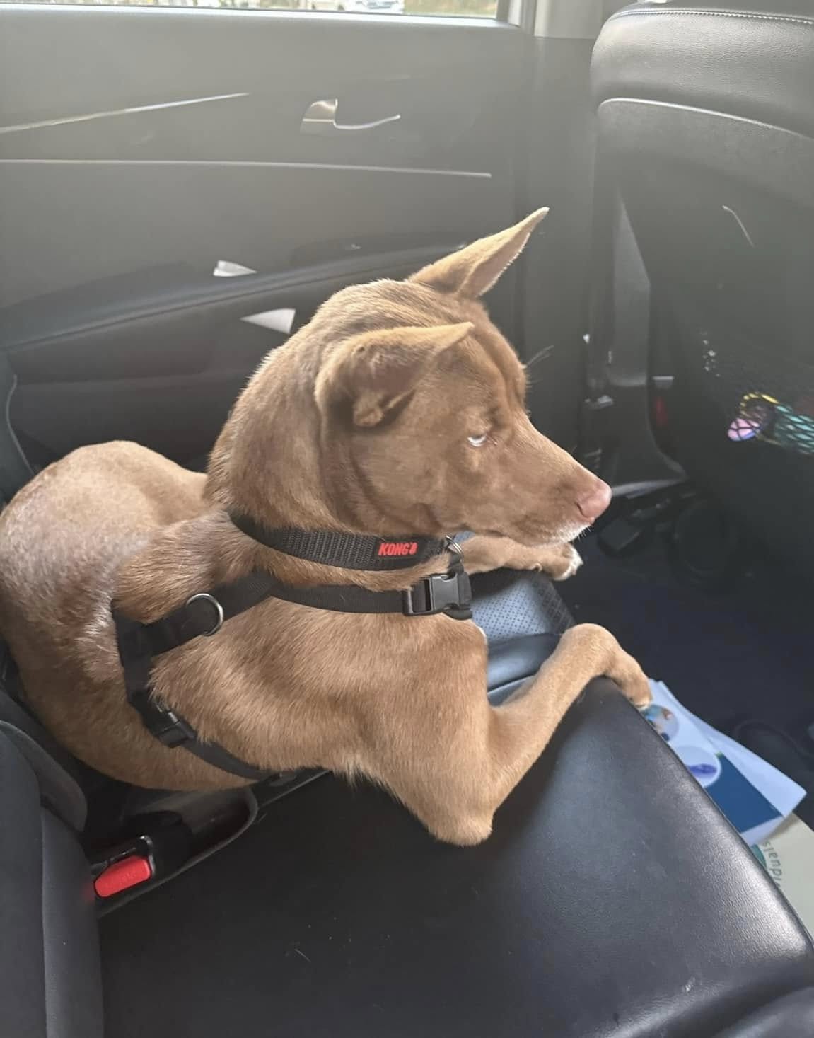 dog sitting in car