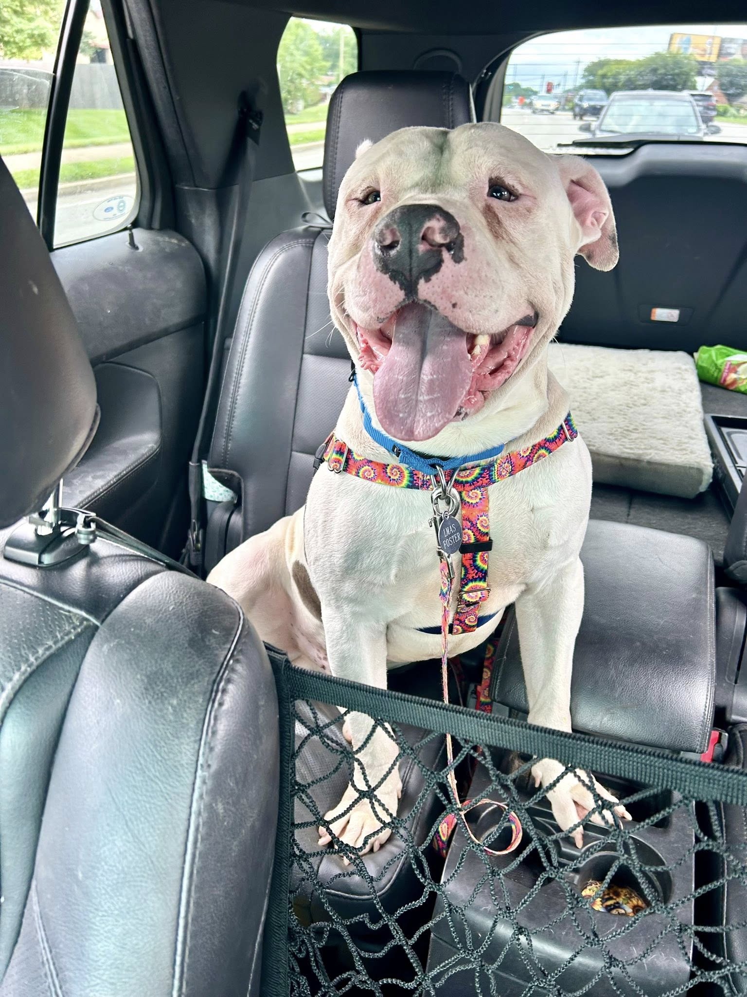 dog sitting in car