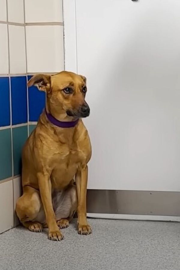 dog sitting in the corner