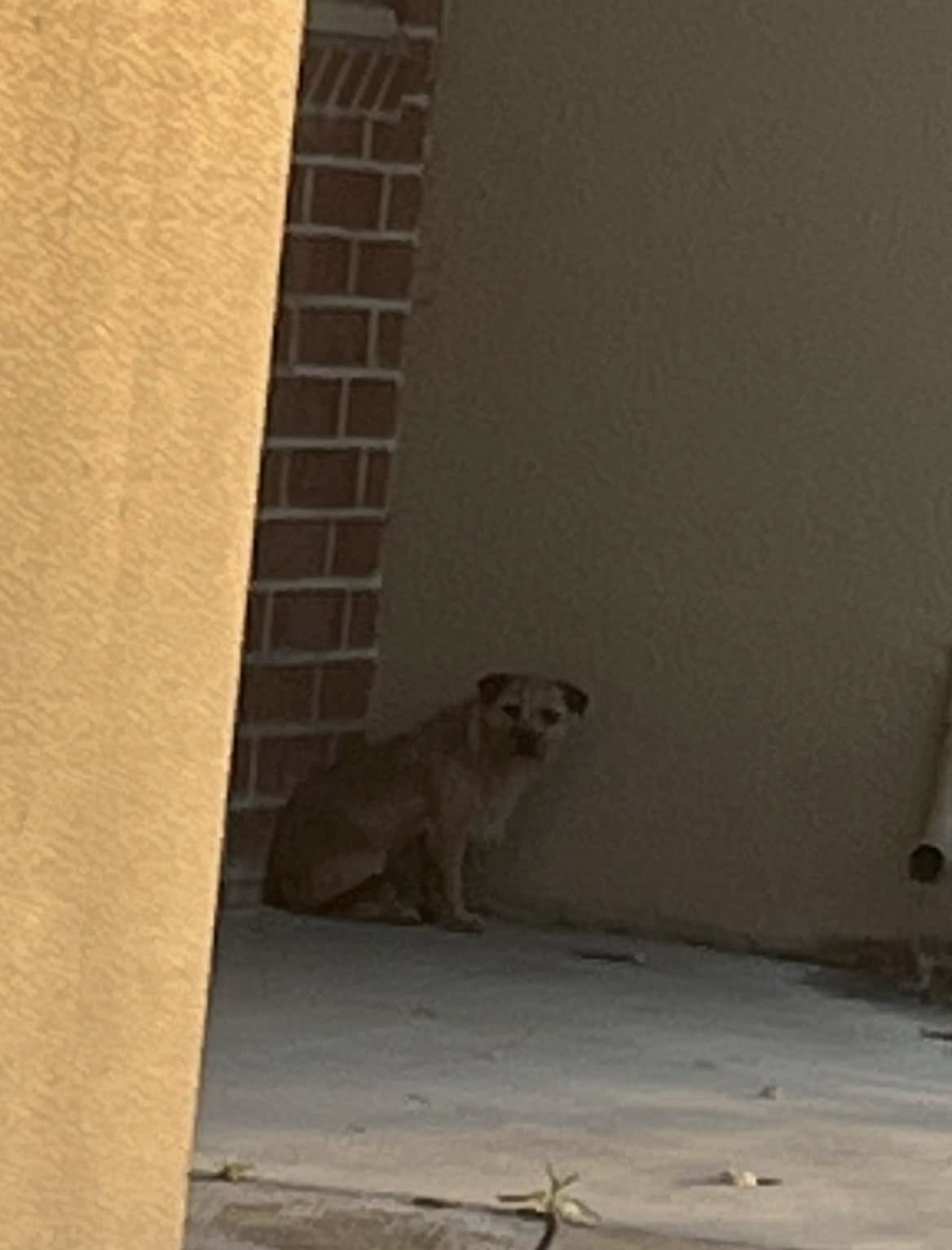dog sitting in corner