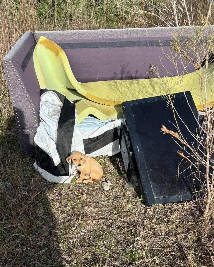 dog sitting near trash