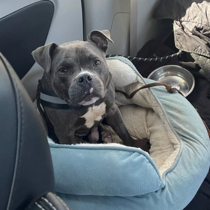 dog sitting on a seat