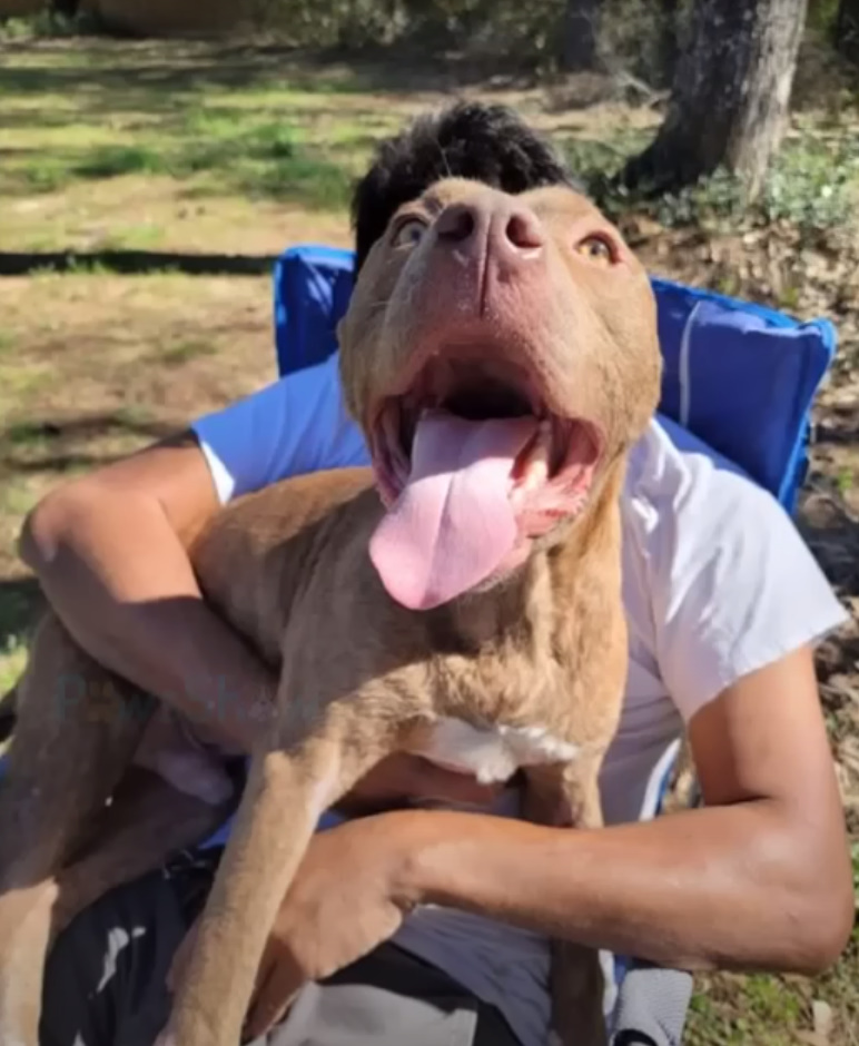 dog sitting on owner