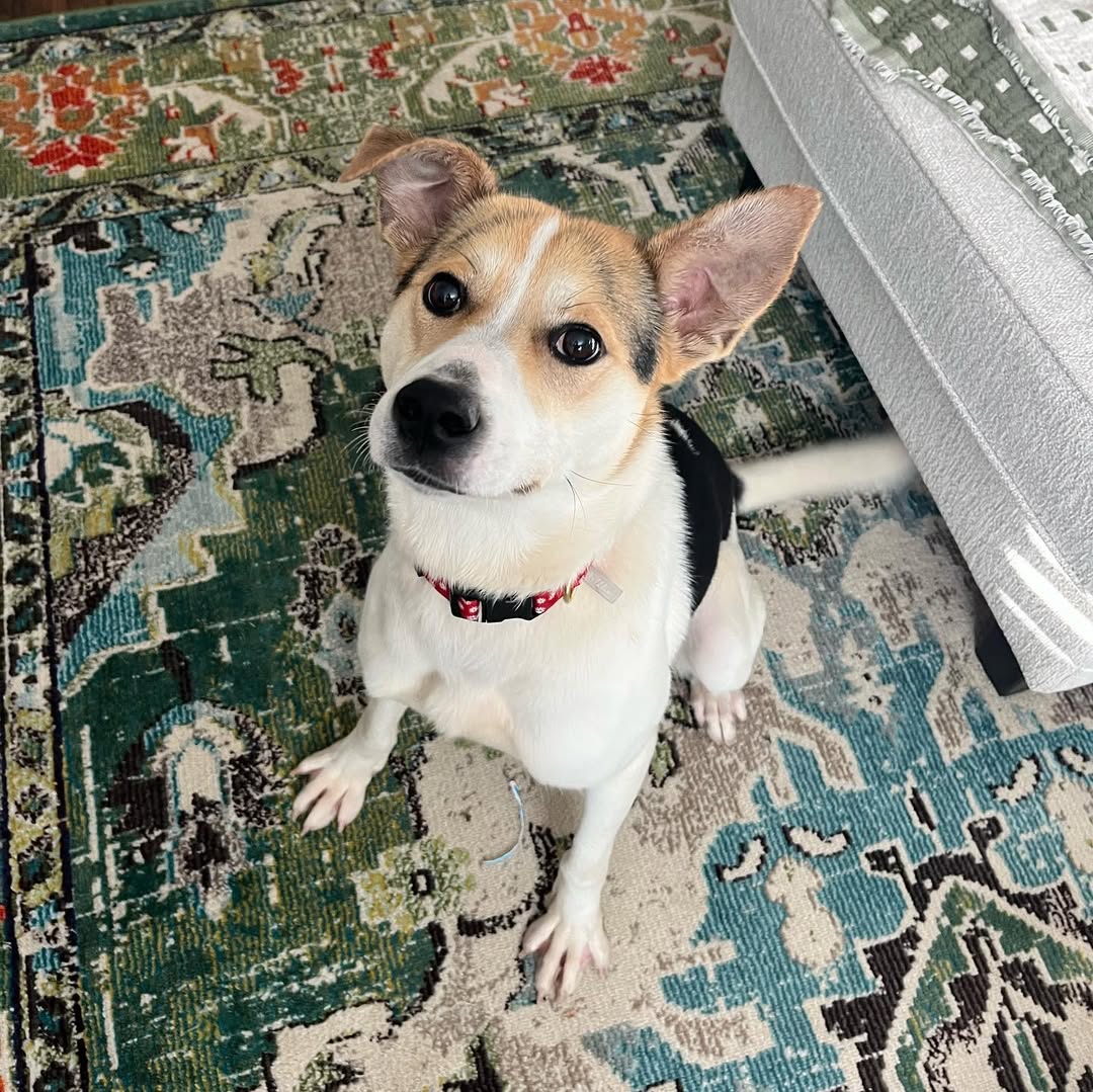dog sitting on rug