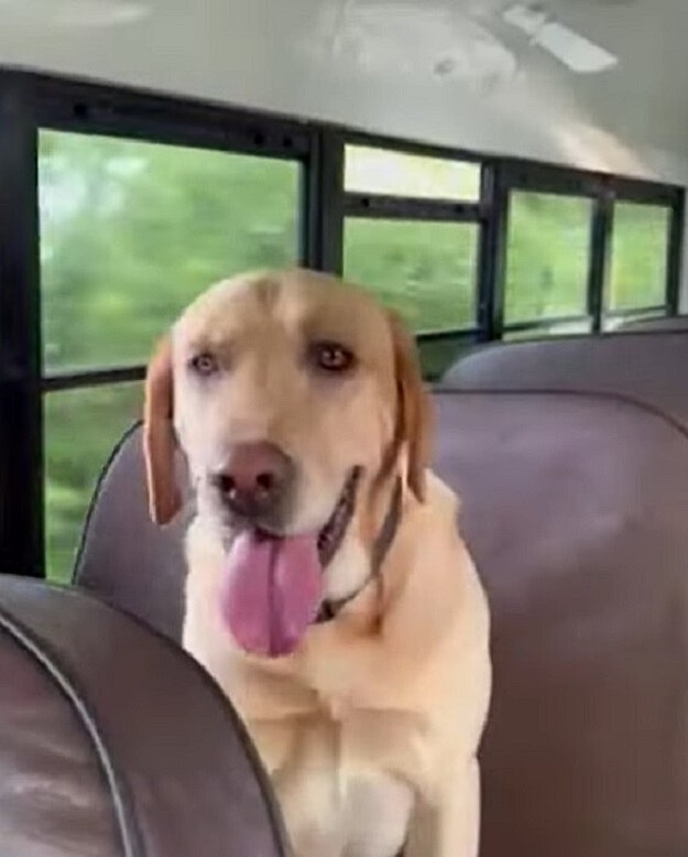 dog sitting on seat