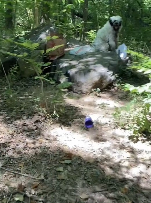 dog sitting on stone