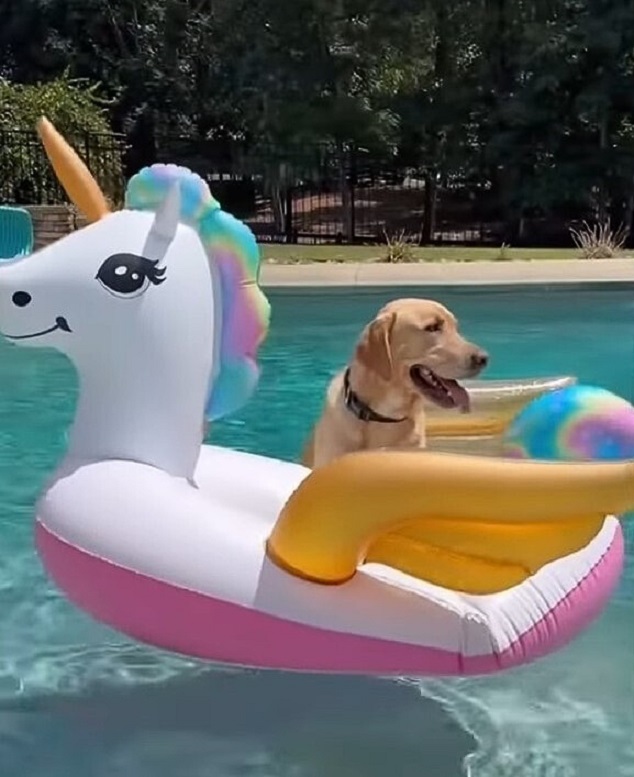 dog sitting on unicorn