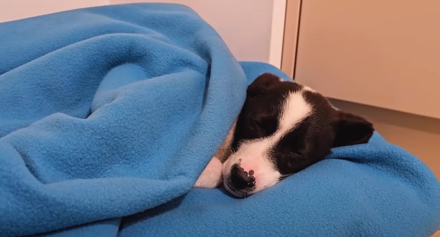 dog sleeping