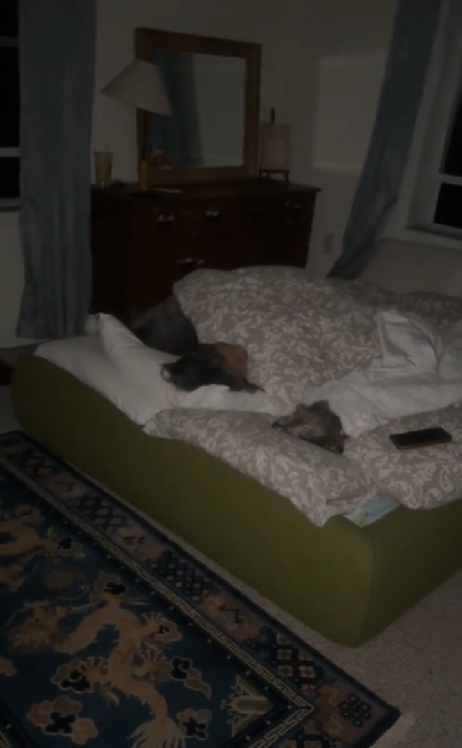 dog sleeping in bed at night
