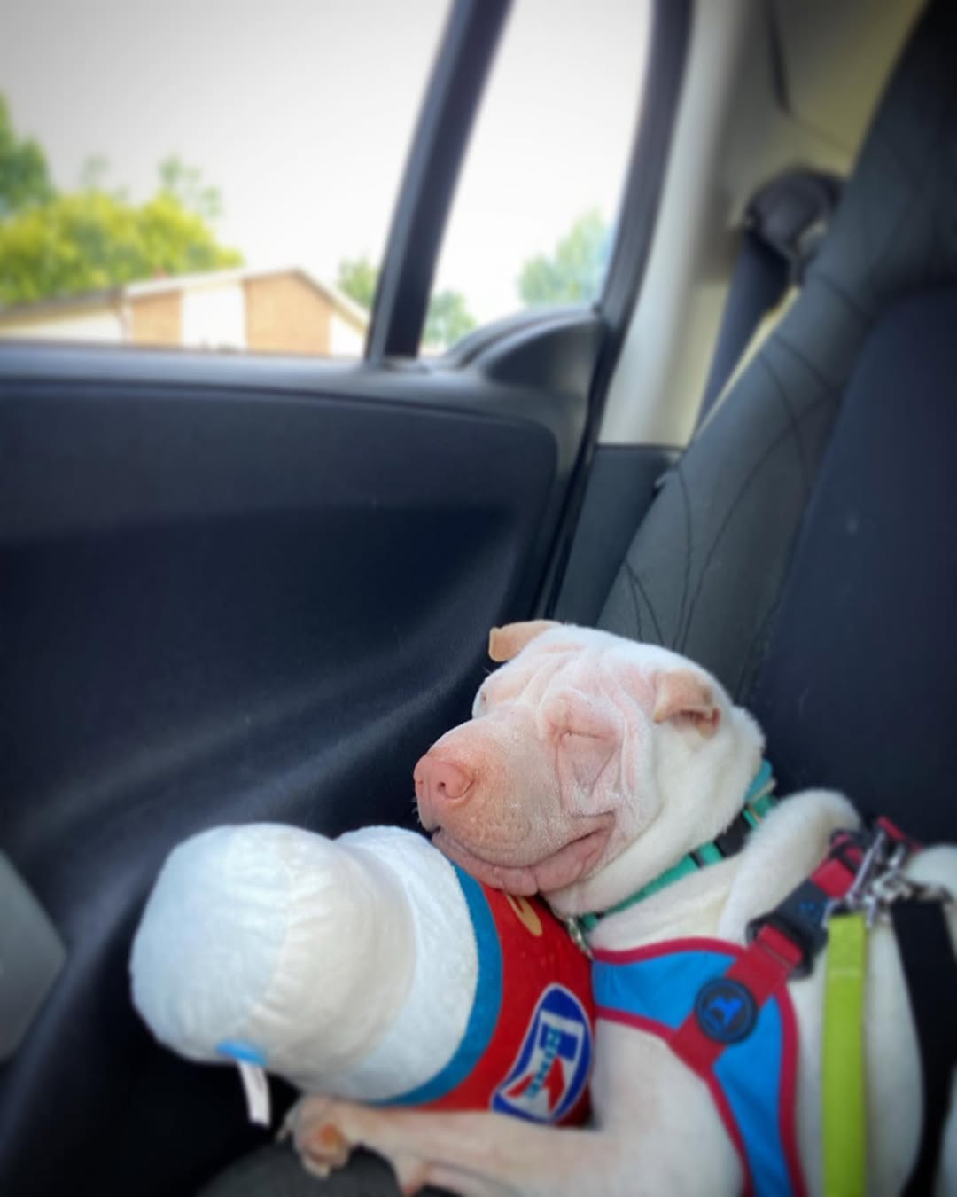 dog sleeping in car
