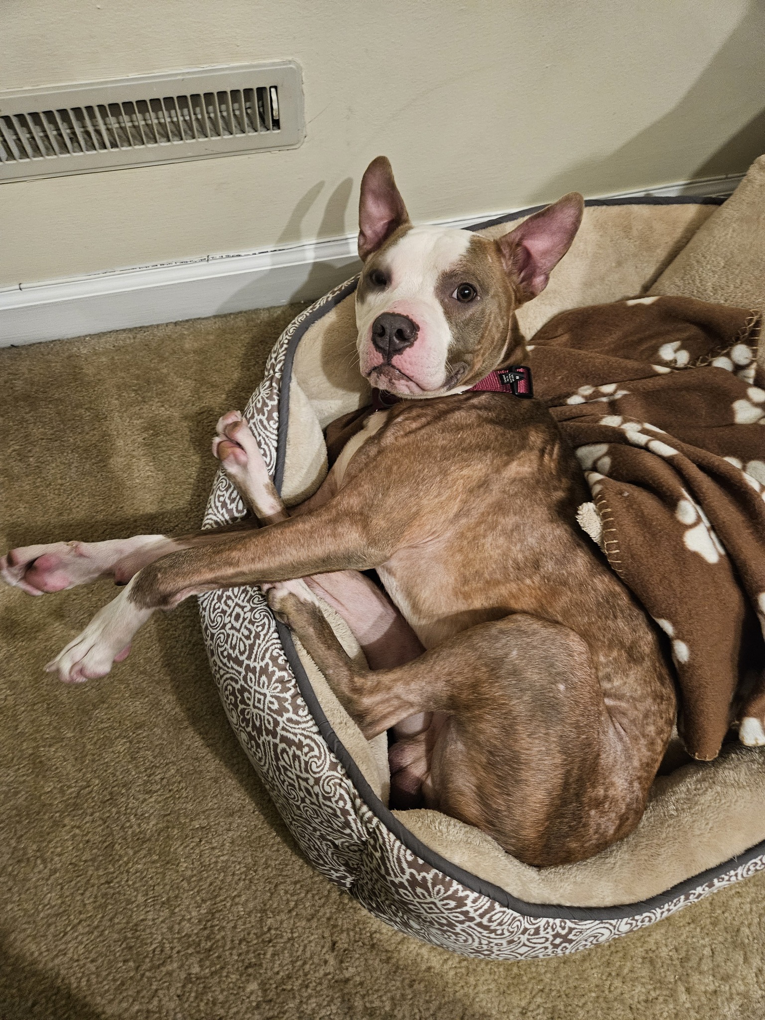 dog sleeping in dog bed