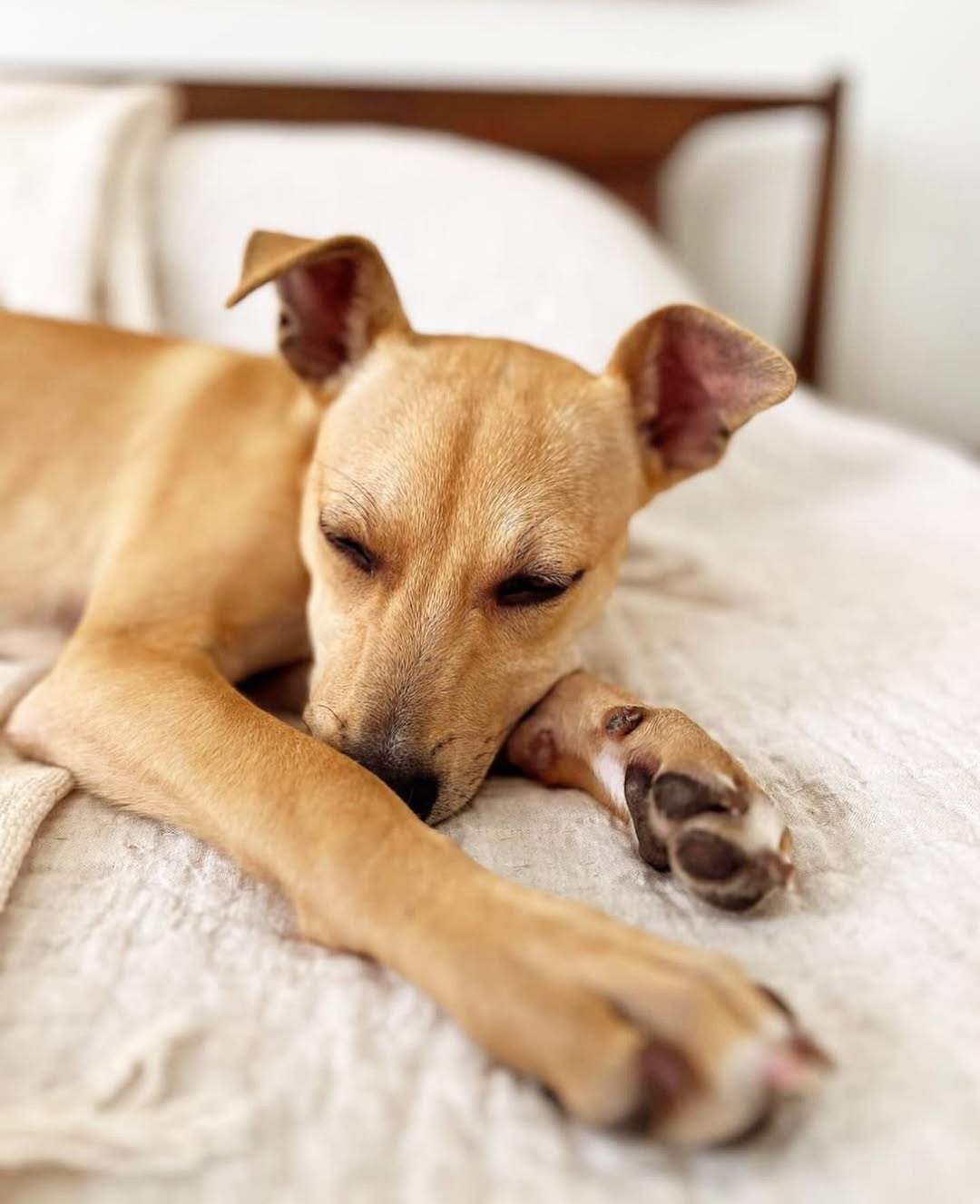 dog sleeping on bed