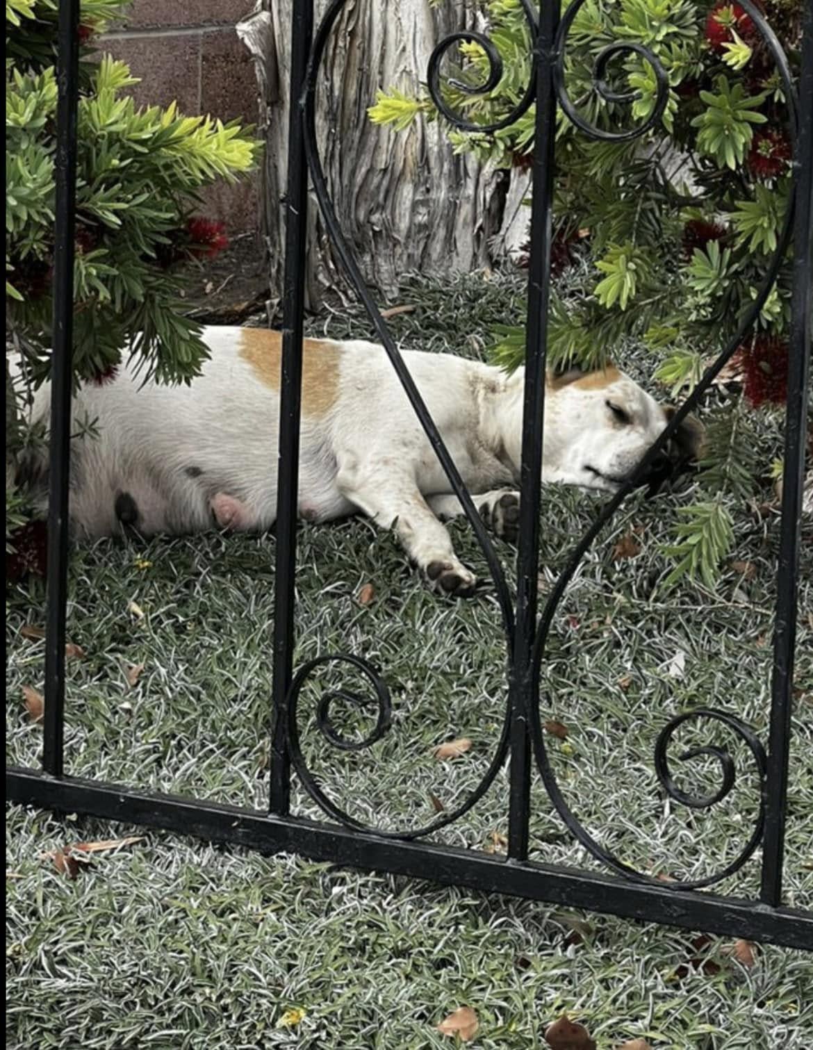 dog sleeping on grass