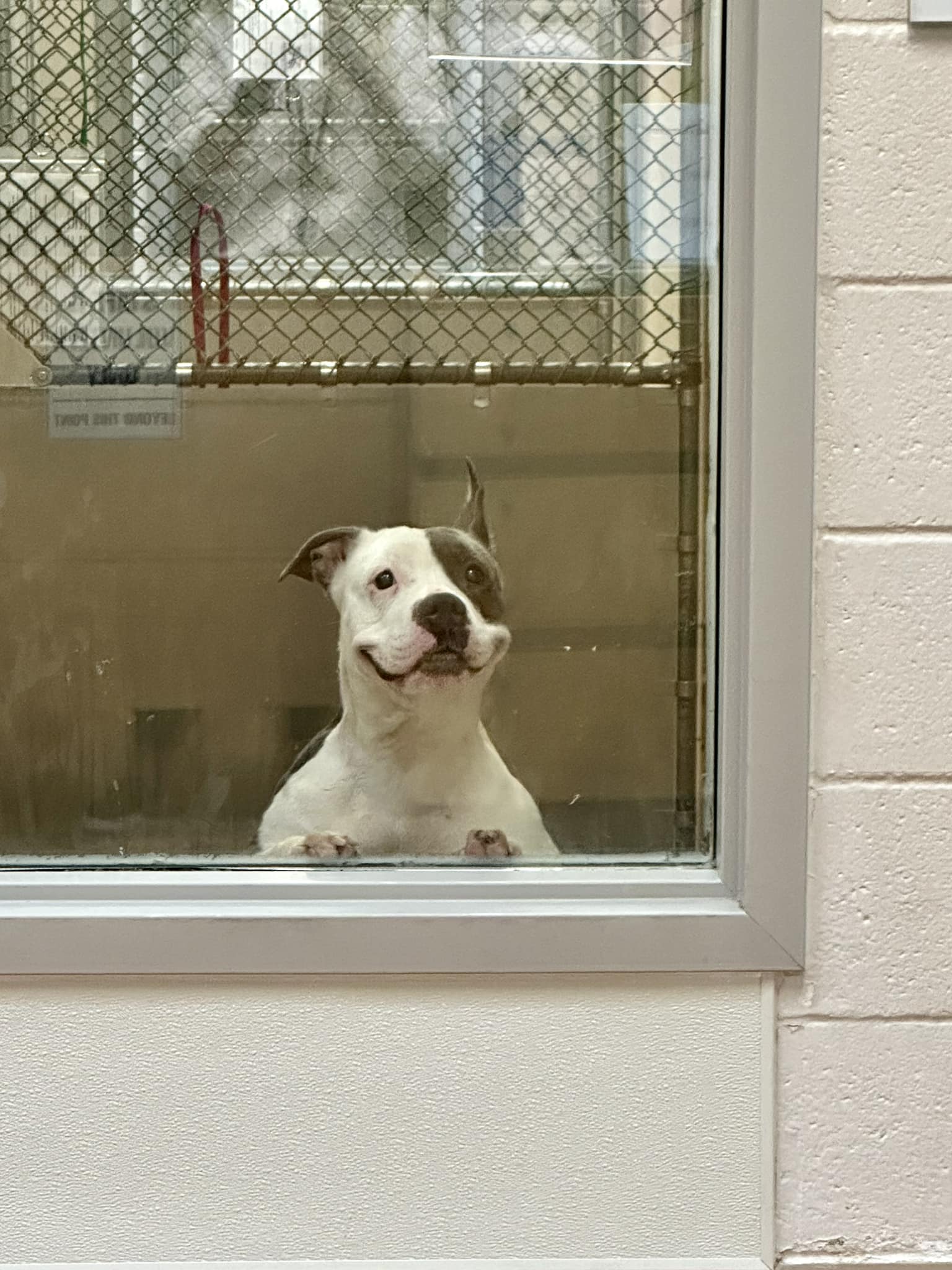 dog smiling in shelter