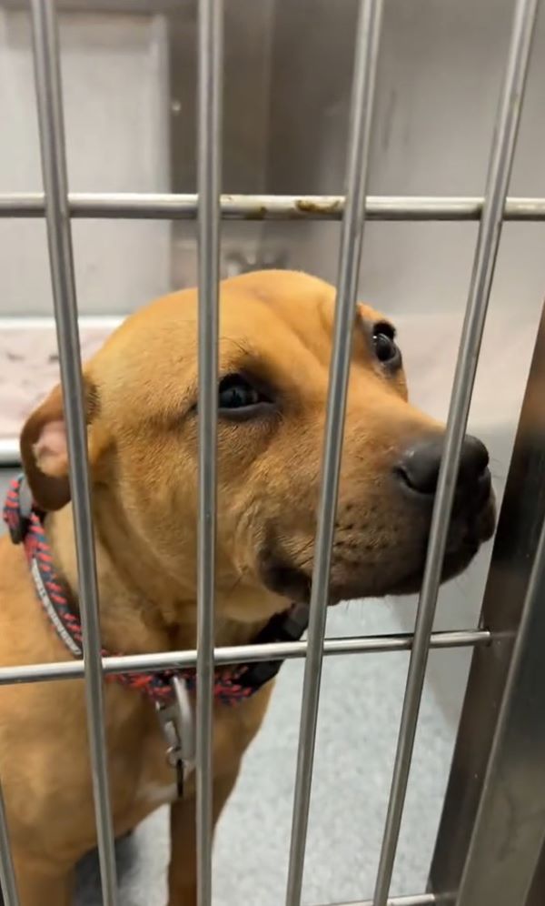 dog smiling in shelter