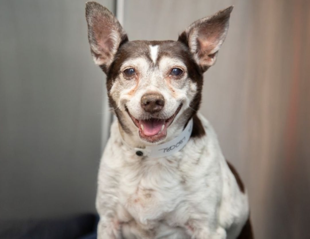 dog smiling