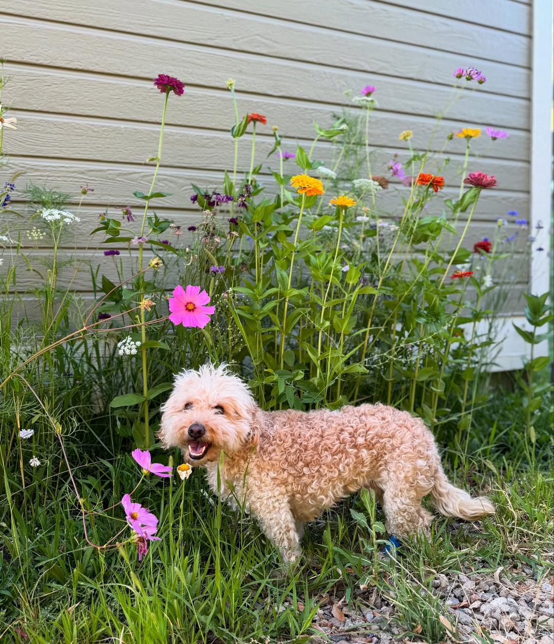dog standing near flowers